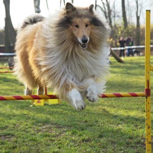 Rough Collie agility course