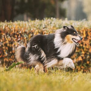 Running tricolor Rough Collie in autumn