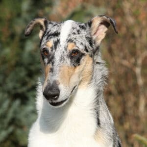 smooth collie garden portrait