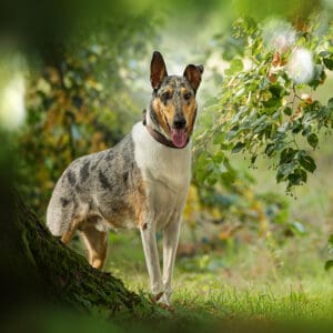 Smooth Collie standing portrait