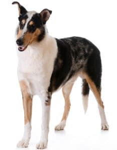 Tricolor smooth collie standing