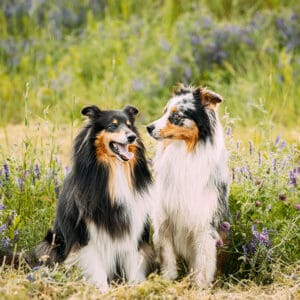 Two tricolor rough collies in the grass