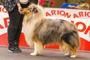 What Are Collies Known For