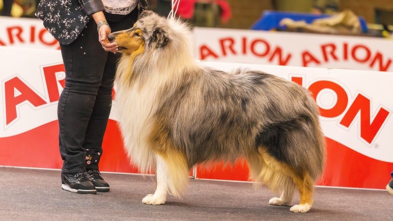 Rough hotsell hair collie