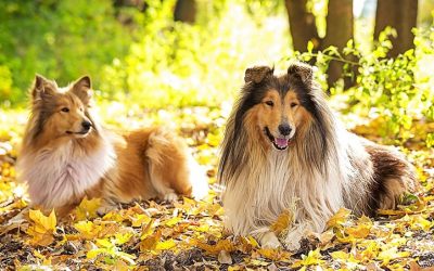 Two Collie dogs lying down on autumn forest