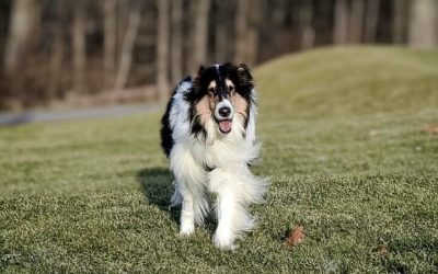 Xena, a tricolor Rough Collie adopted by Natasha Yeh