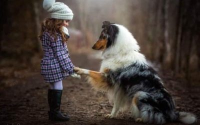 A blue merle Rough Collie gently places his own in the hand of a little girl wearing a winter hat and coat