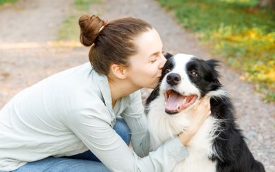 beautiful border collie with woman kiss