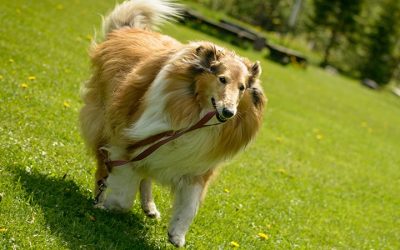 Are Rough Collies good running partners?