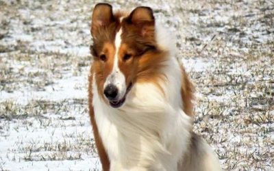 A sable and white Rough Collie "Lassie Dog" complete with white facial blaze walks over a dusting of snow