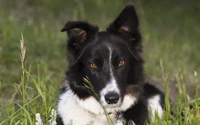 Zeke, rescued at 9 months old from being shot by an owner who didn't have time for him. PC: Lynn Jackson