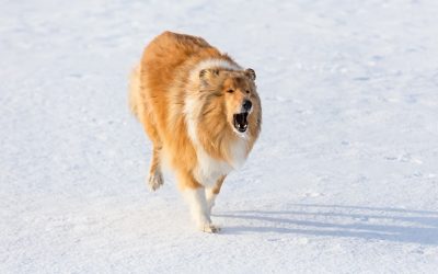 Rough collie barking in the snow