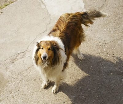 Gustav  Collie Chatter