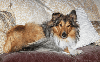 Can Rough Collies be left alone?