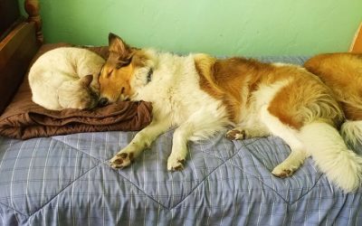 rough collie yoshi and cat on bed