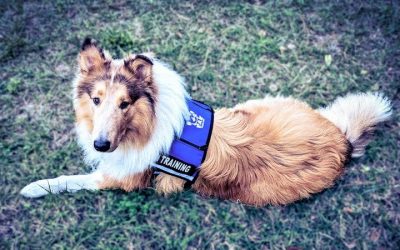 A sable merle and white Rough Collie lies outside on green grass wearing a blue P.A.W. Service Dogs "in training vest" with one ear standing up and one ear tipped forward
