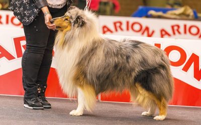 What are Collies known for